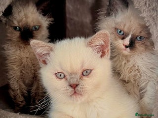 Selkirk Rex cats - Advert 1