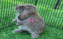 French Lop rabbits for sale: Pure French lops - Image 5