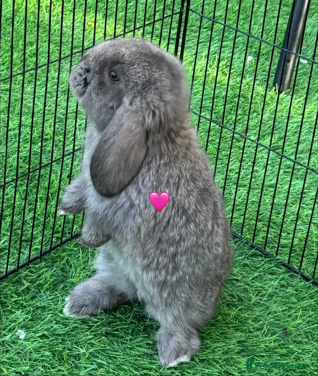 French Lop rabbits for sale: Pure French lops - Image 5