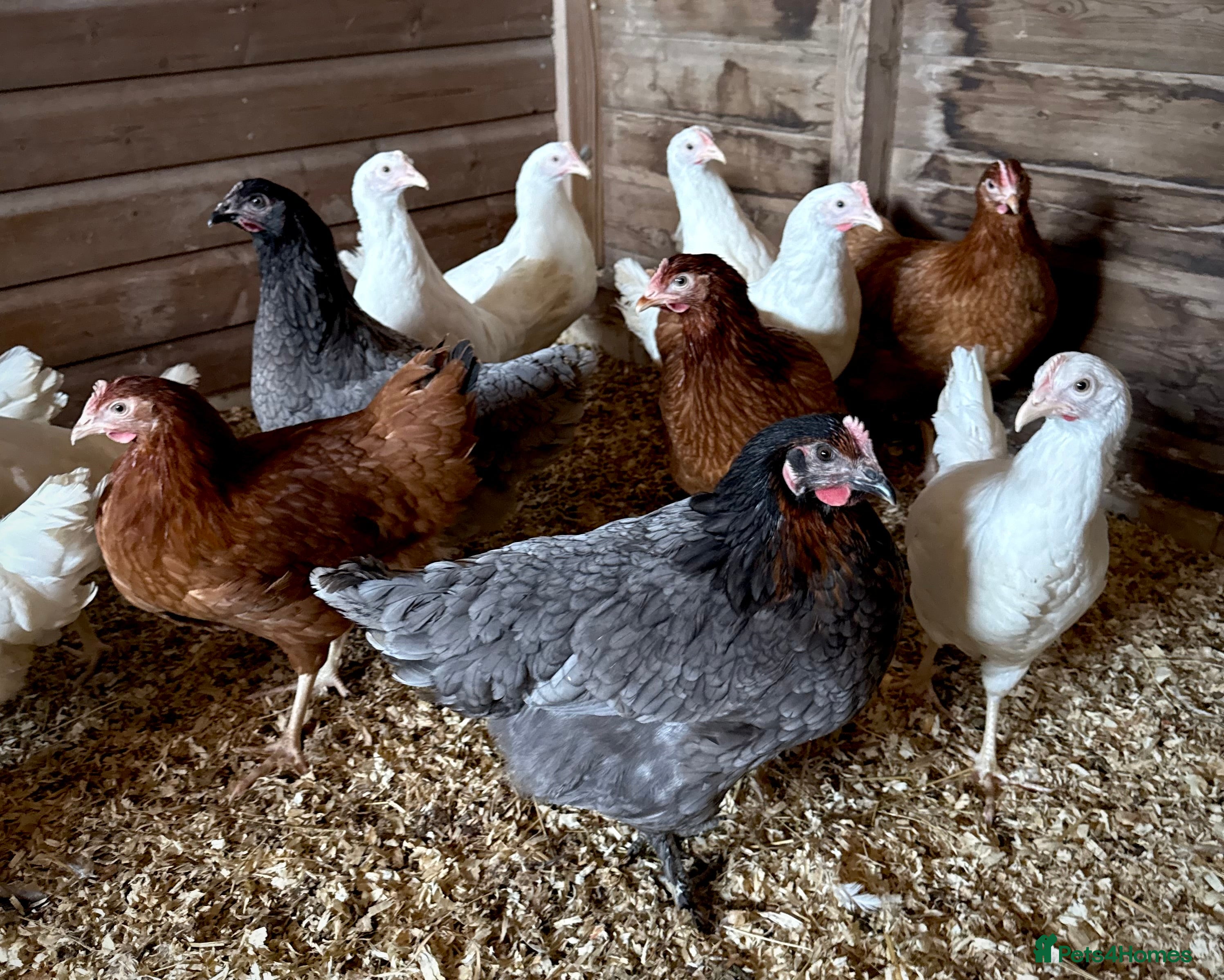 Chickens poultry POL 17 week old hybrid pullets in Ashbourne - Advert 1