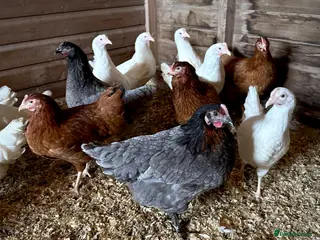 Chickens poultry POL 17 week old hybrid pullets in Ashbourne - Advert 1