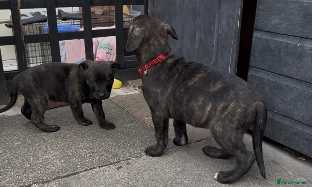 Mixed Breed dogs for sale: 3 girls left  - Advert 2