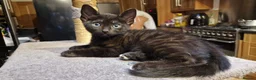 Siamese cats for sale: Beautiful Black Siamese Cross Kittens Ready Now - Advert 5