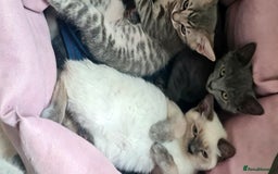 British Shorthair cats for sale: Beautiful Blue British, Lilac, Color point, Tabby  - Image 25