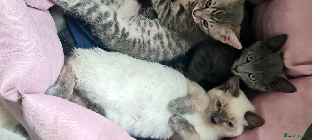 British Shorthair cats for sale: Beautiful Blue British, Lilac, Color point, Tabby  - Image 25