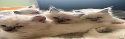 Ragdoll cats for sale: Beautiful litter of Ragdoll kittens - Advert 3
