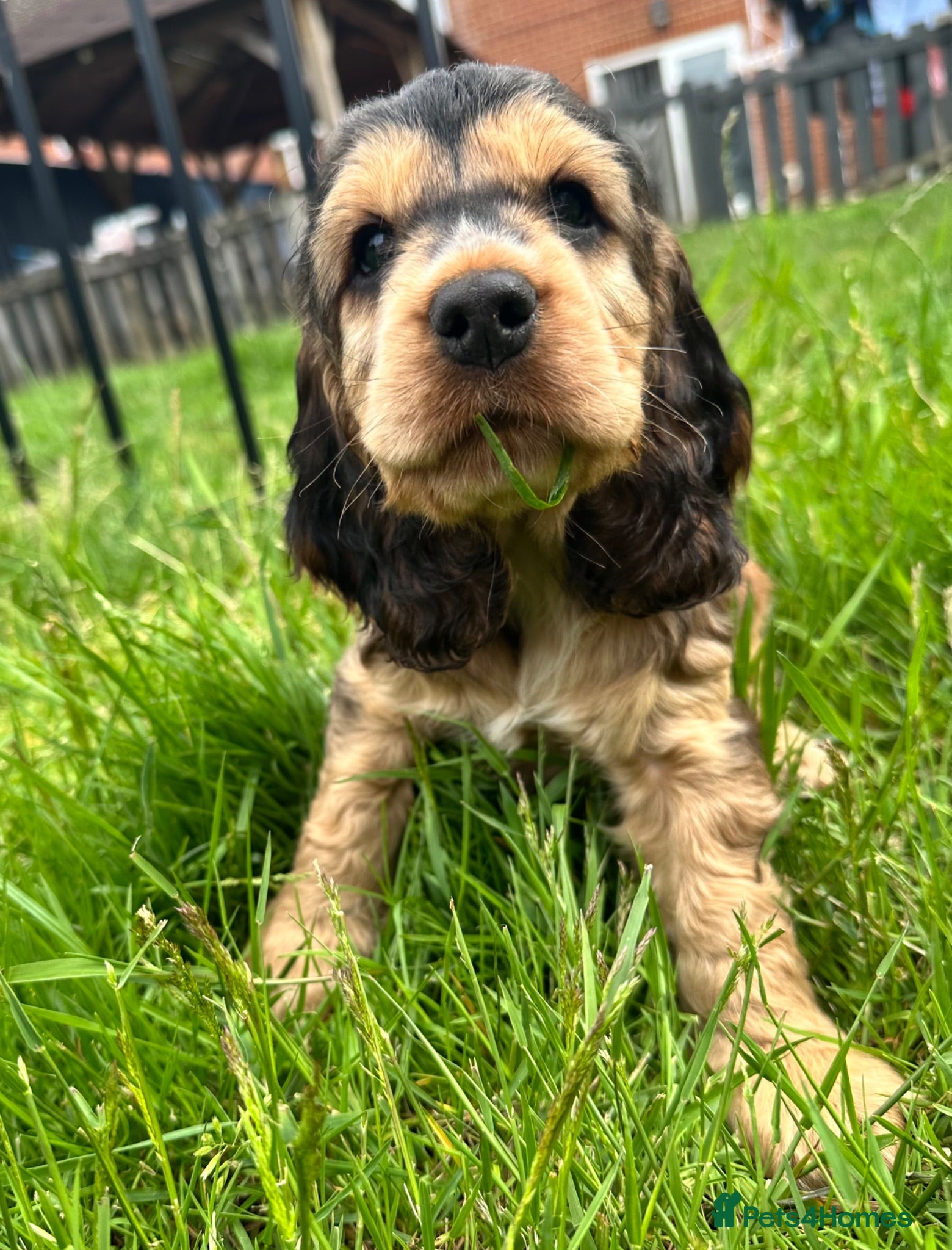 Cocker Spaniel dogs KC Health Tested Show Cocker Spaniels - Advert 2