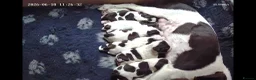 English Springer Spaniel dogs for sale: Working KC Springer Spaniel Puppies - Advert 1