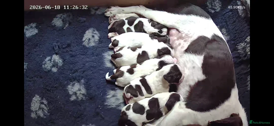 English Springer Spaniel dogs for sale: Working KC Springer Spaniel Puppies - Advert 1