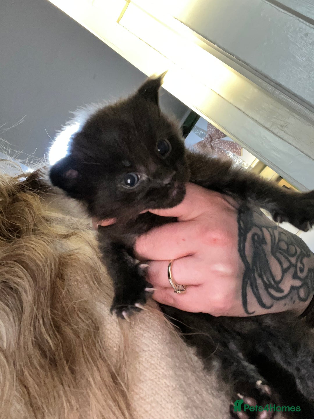 Maine Coon cats for sale: Maine coon smoke kittens  - Advert 7