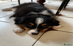 Australian Shepherd dogs for sale: READY TO LEAVE! KC Australian shepherds in Halesworth - Image 3