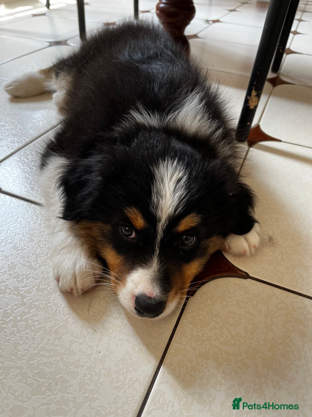 Australian Shepherd dogs for sale: READY TO LEAVE! KC Australian shepherds in Halesworth - Image 3