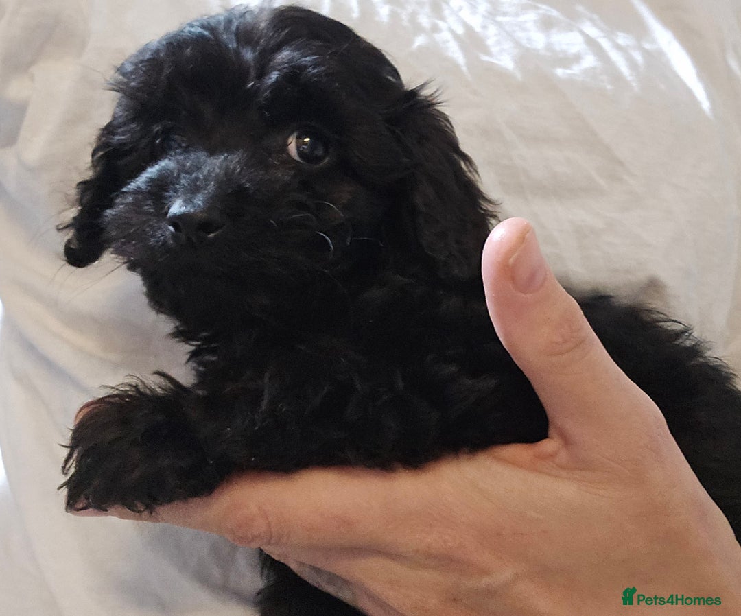 Shihpoo dogs for sale: Shihtzu x poodle  - Advert 11