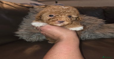 Toy Poodle dogs - Advert 2