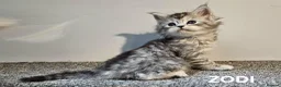 Maine Coon cats for sale: Beautiful Registered Maine Coon kittens  - Advert 26