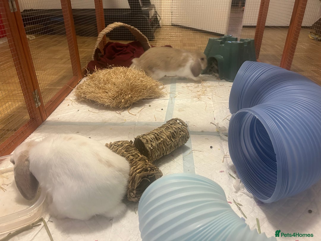 Mini Lop rabbits for sale: Two Beautiful Mini Lop Brothers, with hutch & run - Advert 5