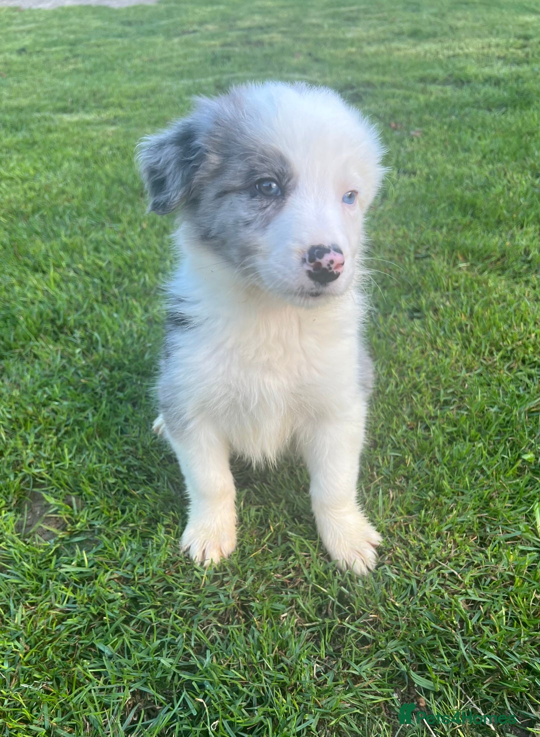 Border Collie dogs for sale: Border Collies READY NOW - Image 11