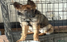 Belgian Shepherd Dog dogs for sale: belgium shepard  - Advert 2