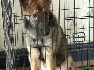 Belgian Shepherd Dog dogs belgium shepard - Advert 2