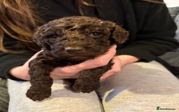 Cockapoo dogs for sale: F1B Cockapoos - Image 5