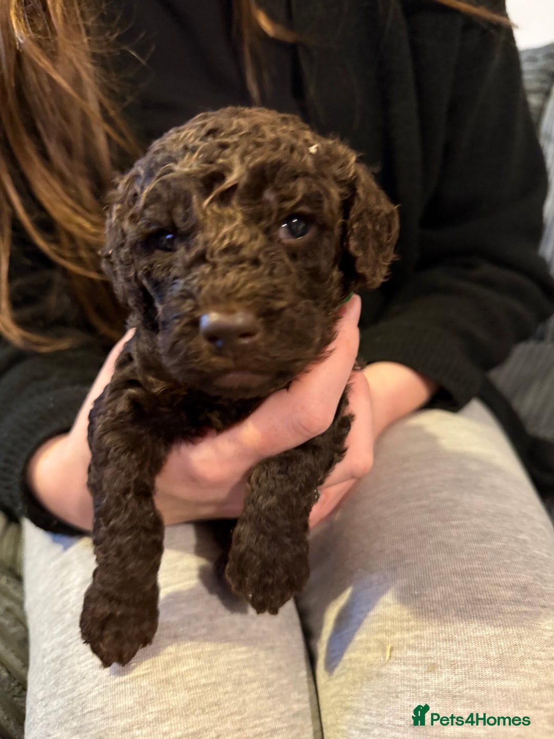 Cockapoo dogs for sale: F1B Cockapoos - Image 5