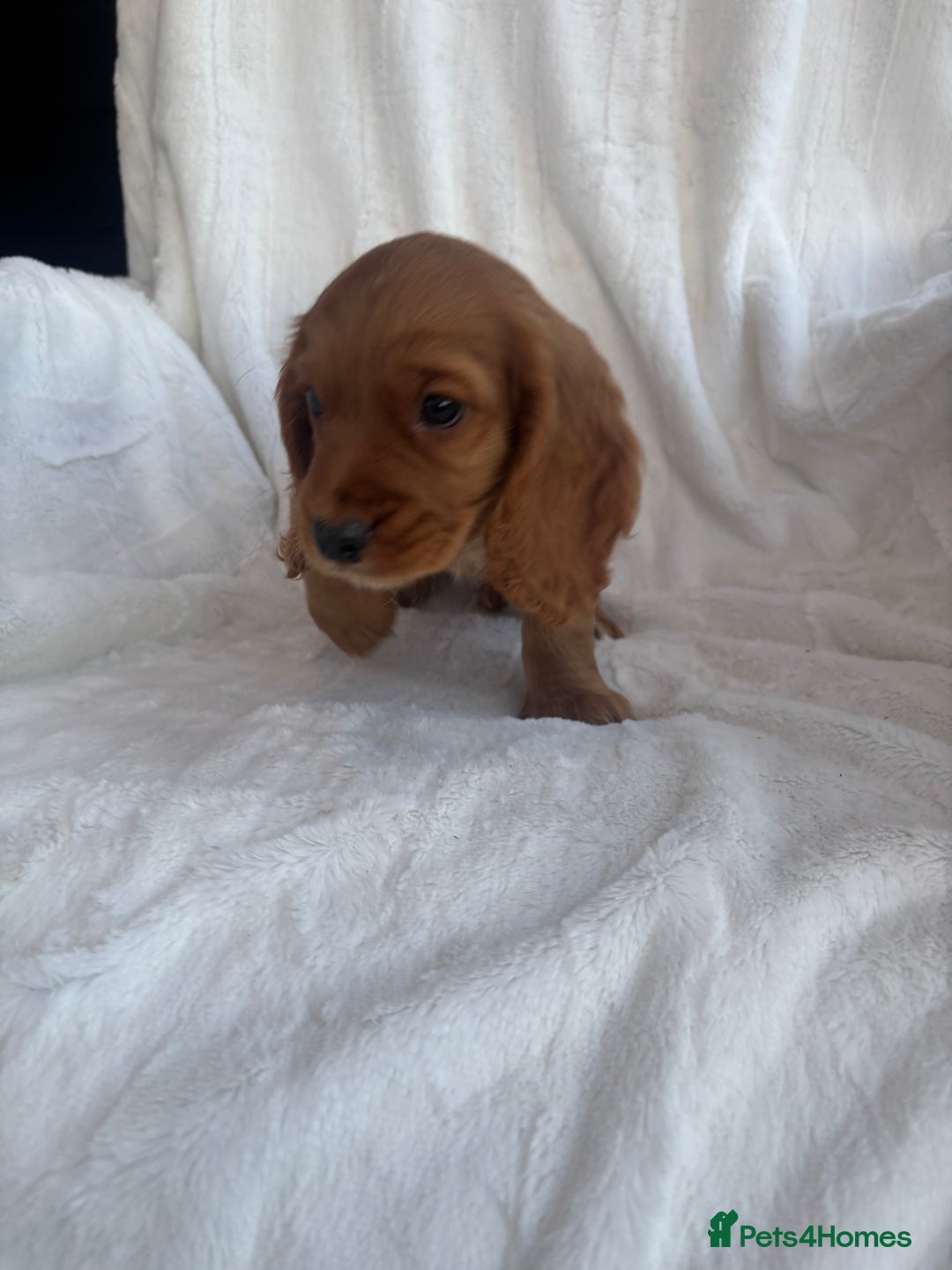 Cocker Spaniel dogs for sale: Gorgeous red cocker spaniels puppies  - Image 32
