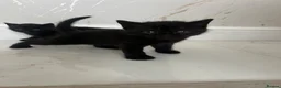 British Shorthair cats for sale: Half British short hair kittens - Advert 6