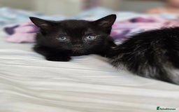 Mixed Breed cats for sale: Two beautiful girls. Ready to leave Saturday  - Image 5