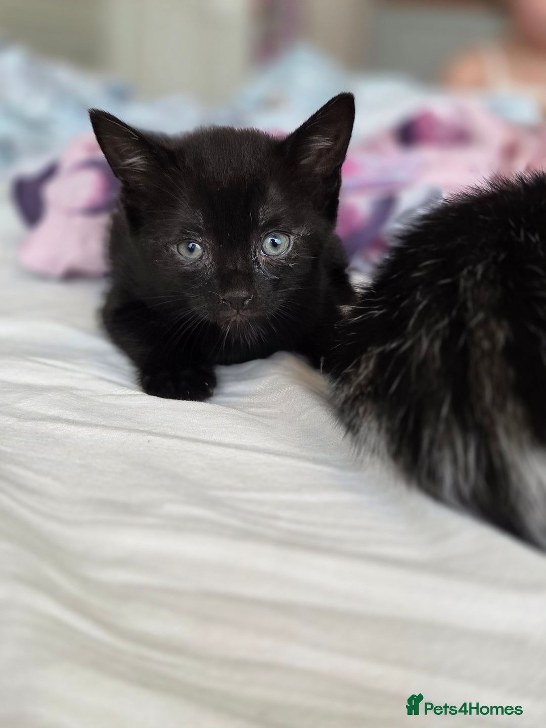 Mixed Breed cats for sale: Two beautiful girls. Ready to leave Saturday  - Image 5