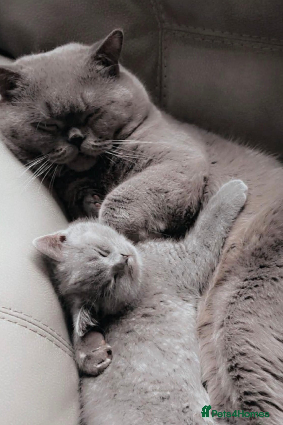 British Shorthair cats for sale: British shorthair kitten  - Advert 1