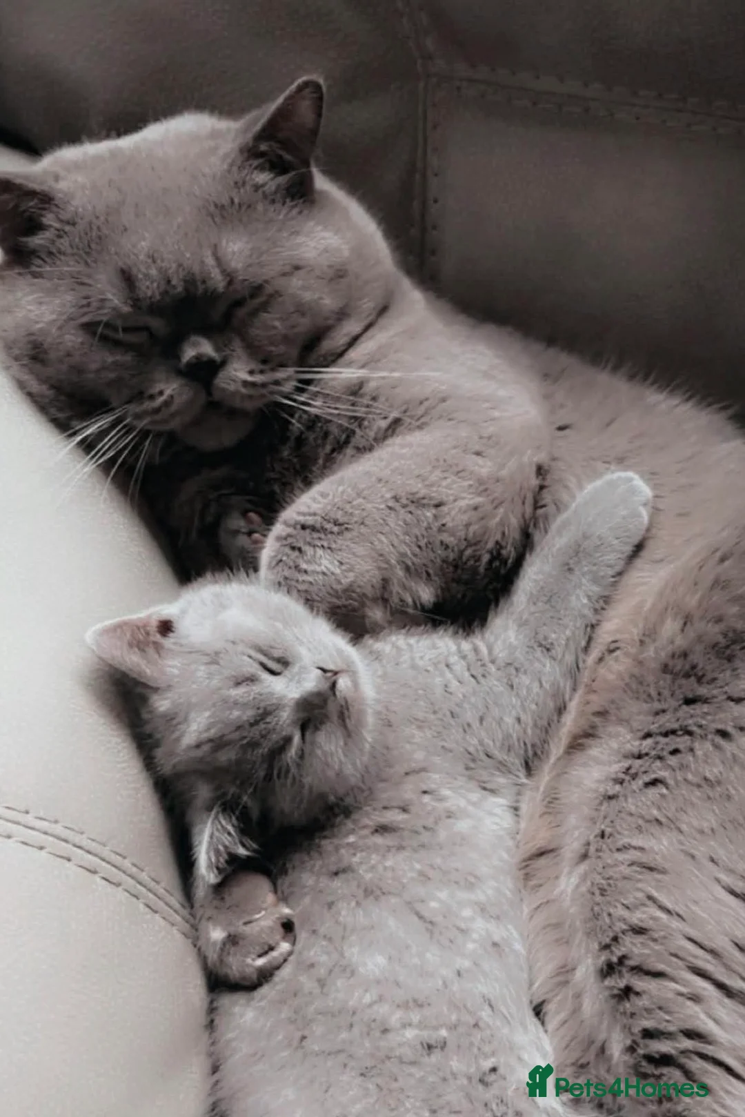 British Shorthair cats for sale: British shorthair kitten  in Edinburgh - Advert 1