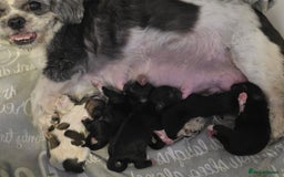 Shih Tzu dogs for sale: Shih tzu pups - Image 1