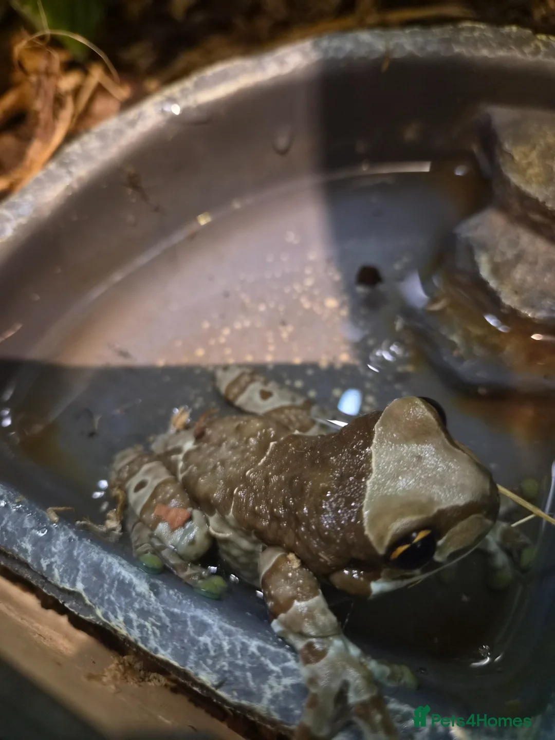 Frog reptiles for sale: Pair of Amazon Milk Frogs - Complete Set Up in Sutton Coldfield - Advert 2
