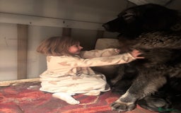 Caucasian Shepherd Dog dogs for sale: Caucasian Shepherds  - Advert 2