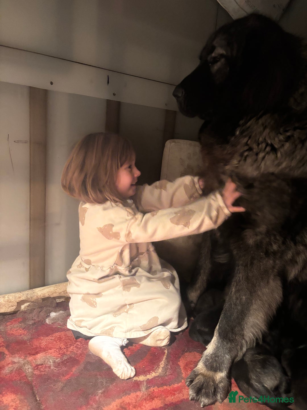 Caucasian Shepherd Dog dogs for sale: Caucasian Shepherds  - Advert 2