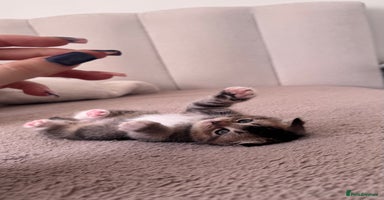 Scottish Fold cats Scottish fold X Scottish straight  - Advert 8