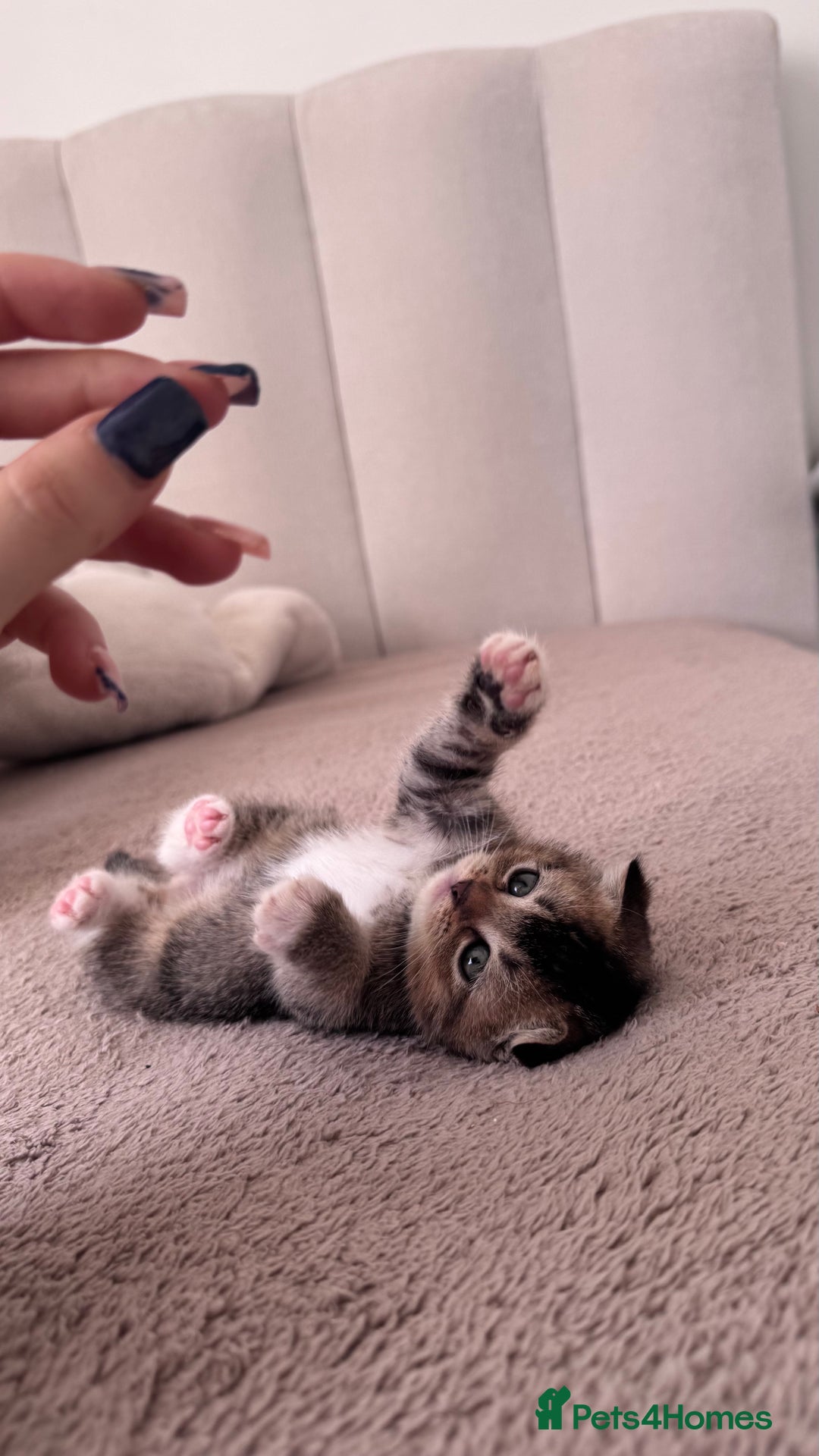 Scottish Fold cats for sale: Scottish fold X Scottish straight  - Advert 2