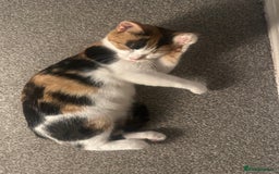 Mixed Breed cats for sale: 2 year old calico female  - Image 8