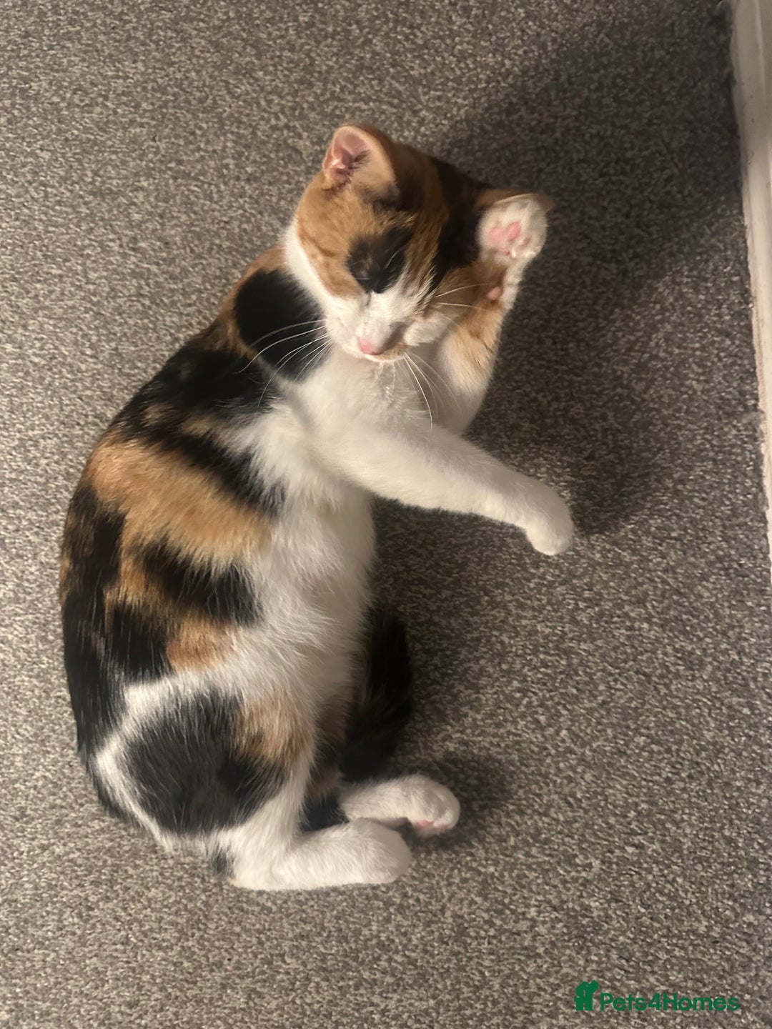 Mixed Breed cats for sale: 2 year old calico female  - Image 8
