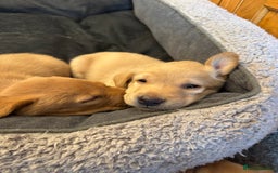 Labrador Retriever dogs for sale: 6 Pedigree Fox Red Labrador Puppies - Image 12