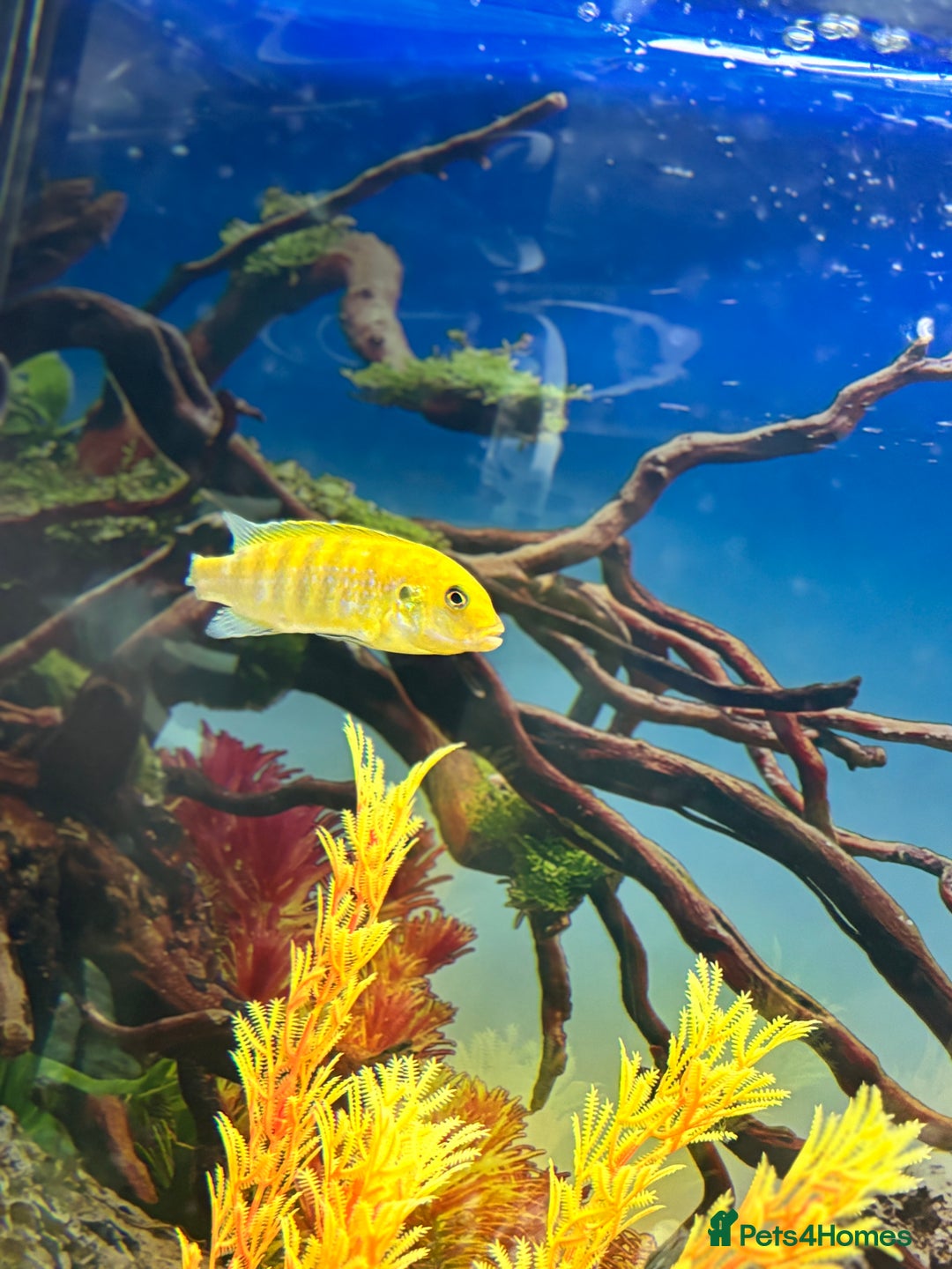 Cichlids fish for sale: Malawi cichlids  - Image 10