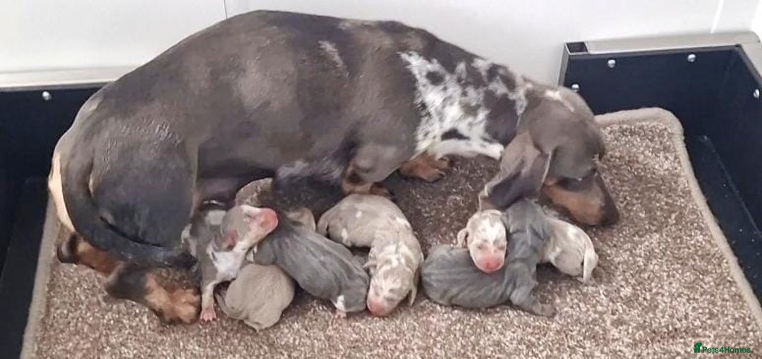 Dachshund dogs for sale: BLUE DAPPLE FEMALE AVAILABLE  - Image 13