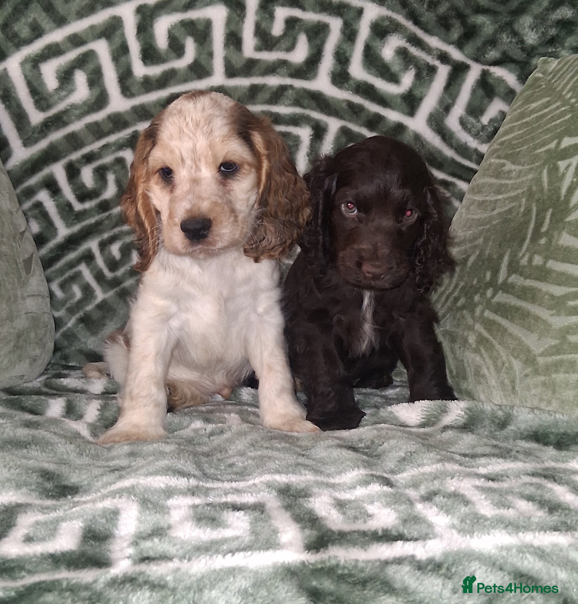 Cocker Spaniel dogs KC Reg Showtype Cocker Spaniels- 'Ready Now' - Advert 2