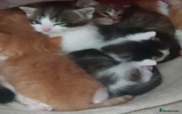 Mixed Breed cats for sale: Kittens - Image 5