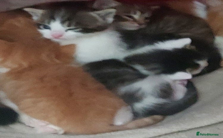 Mixed Breed cats - Advert 8