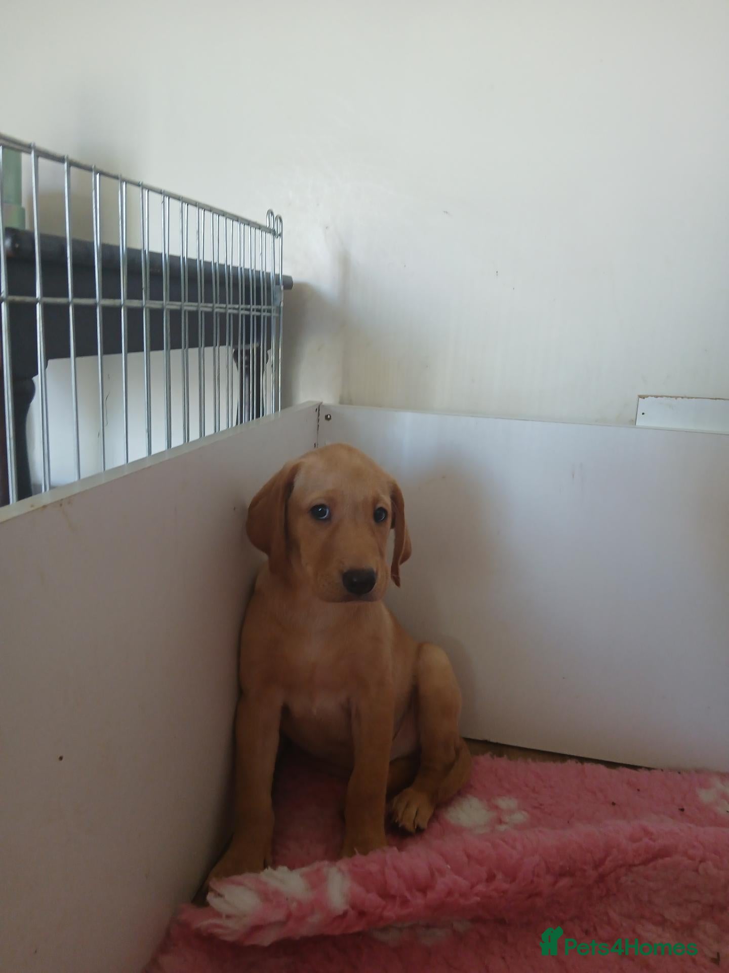 Labrador Retriever dogs  labradors puppy- boy - Advert 3