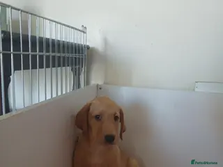 Labrador Retriever dogs labradors puppy- boy - Advert 3