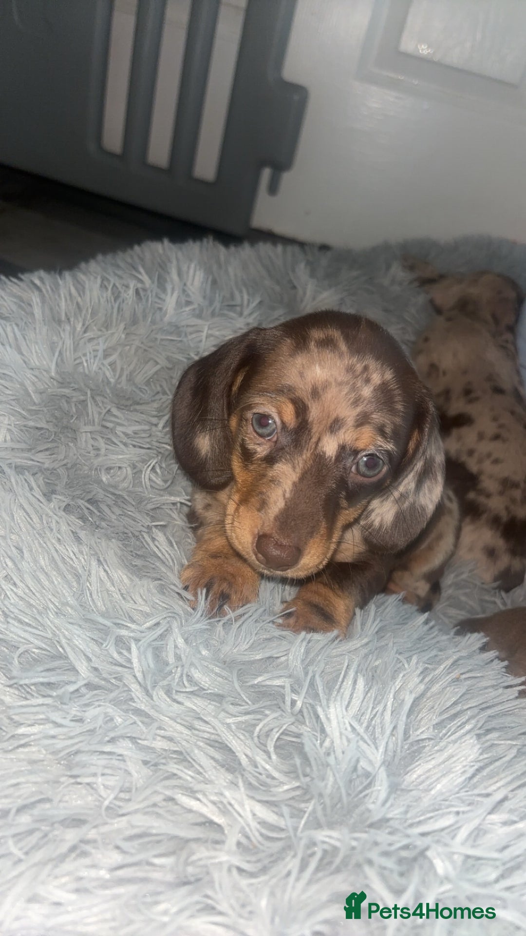 Dachshund dogs for sale: Miniature dachshund puppies for sale  - Advert 9