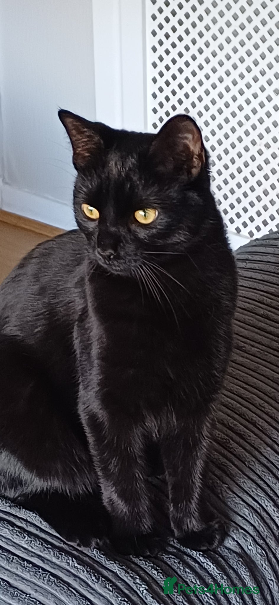 Mixed Breed cats Beautiful female cat  - Advert 1