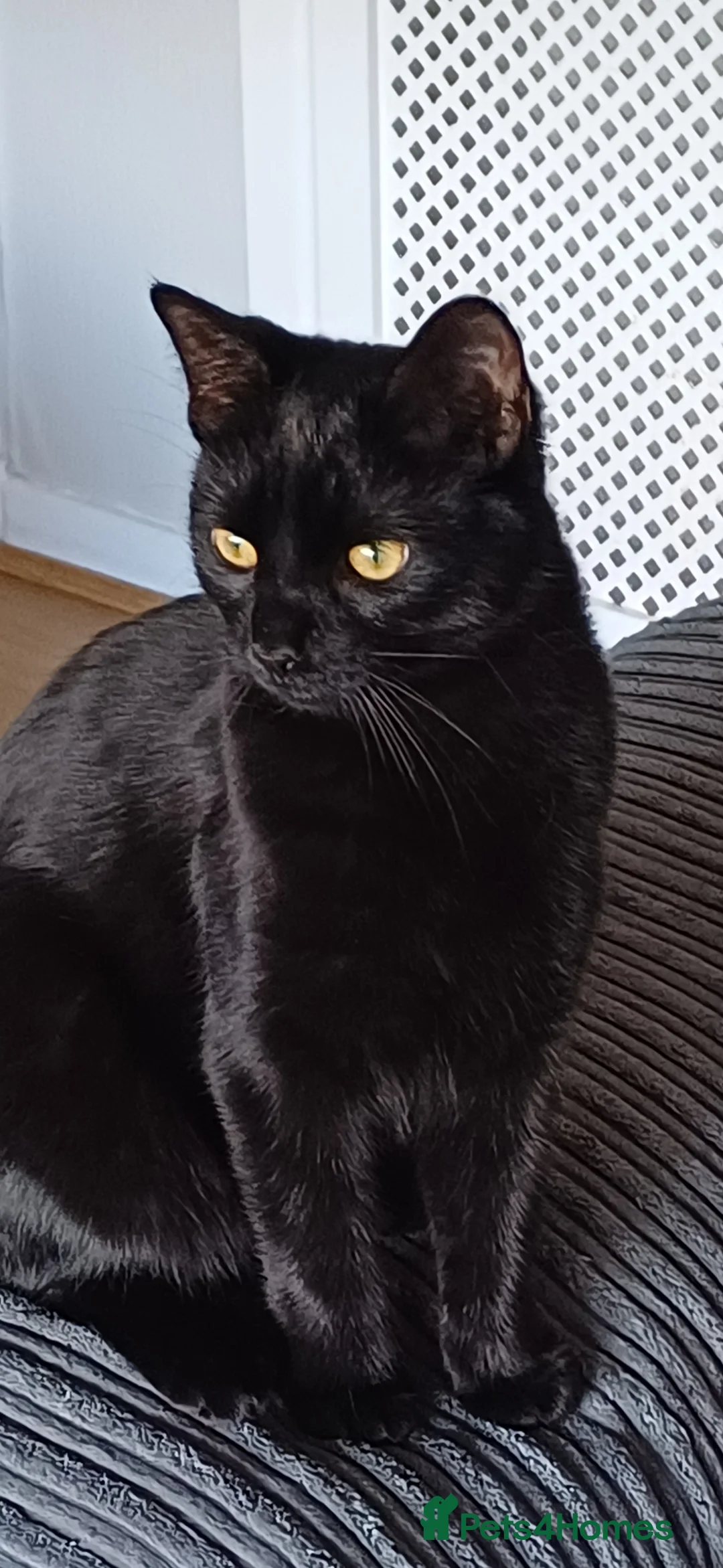 Mixed Breed cats for sale: Beautiful female cat  - Advert 1